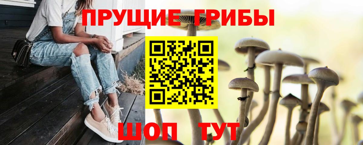 Псилоцибиновые грибы Psilocybine cubensis Сосновый Бор